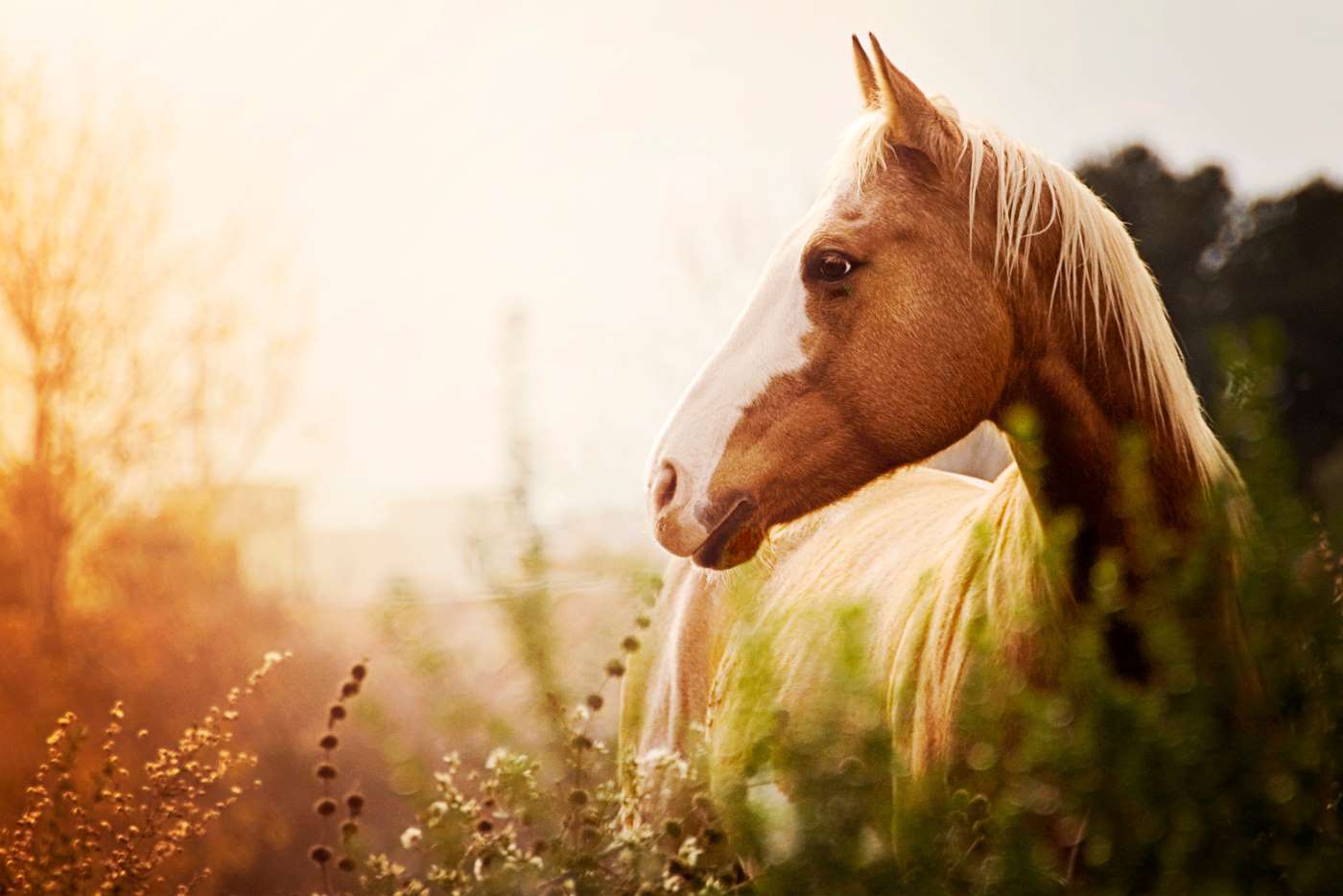 Pferd